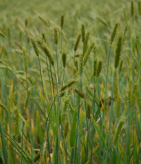 莜麦