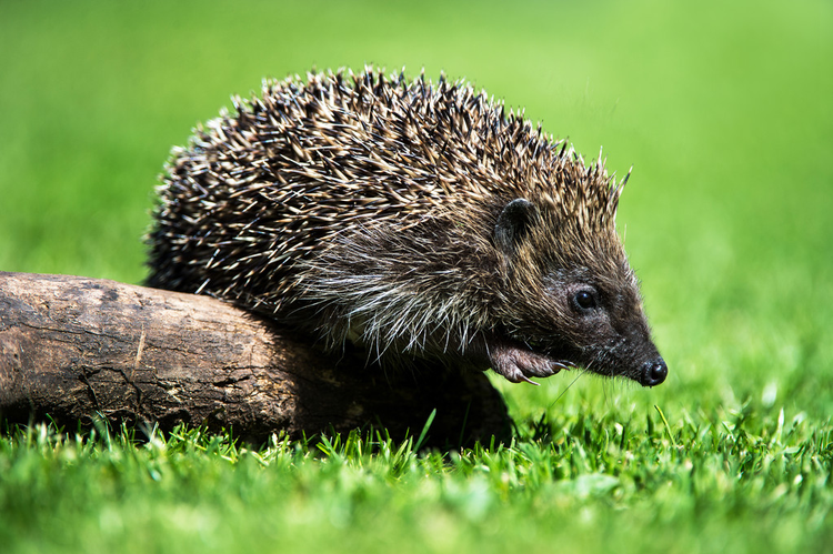 刺猬从小圆木上走下来Hedgehog stepping off a small log