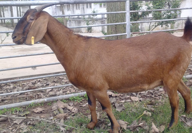 体型特征大耳羊特点就是耳大,耳朵宽大下垂,长度15～20cm.