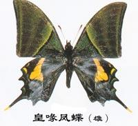 皇喙凤蝶