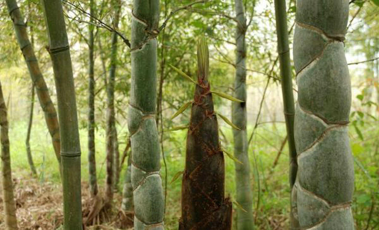 蕲春县