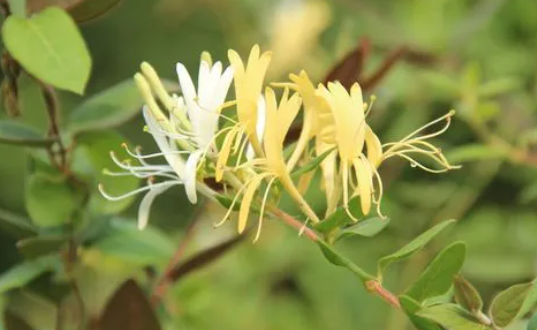 连花清瘟胶囊