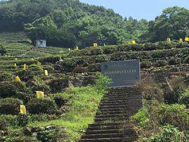 龙井村