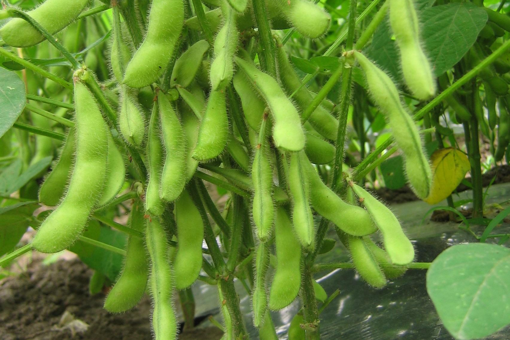 大豆属