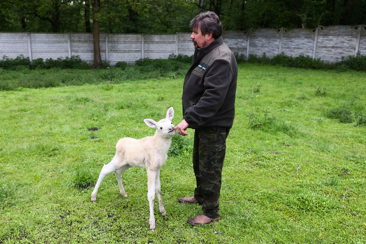 波兰米科武夫现稀有白色驼鹿 野生动物康复中心悉心照料