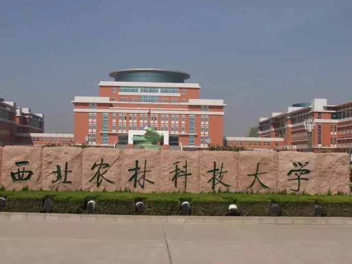 陈新