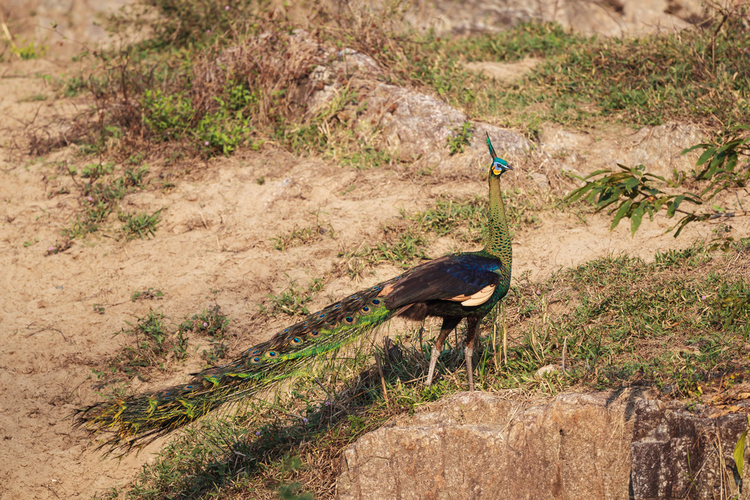 雄性绿孔雀（孔雀）Male Green Peafowl (Peacock) in nature