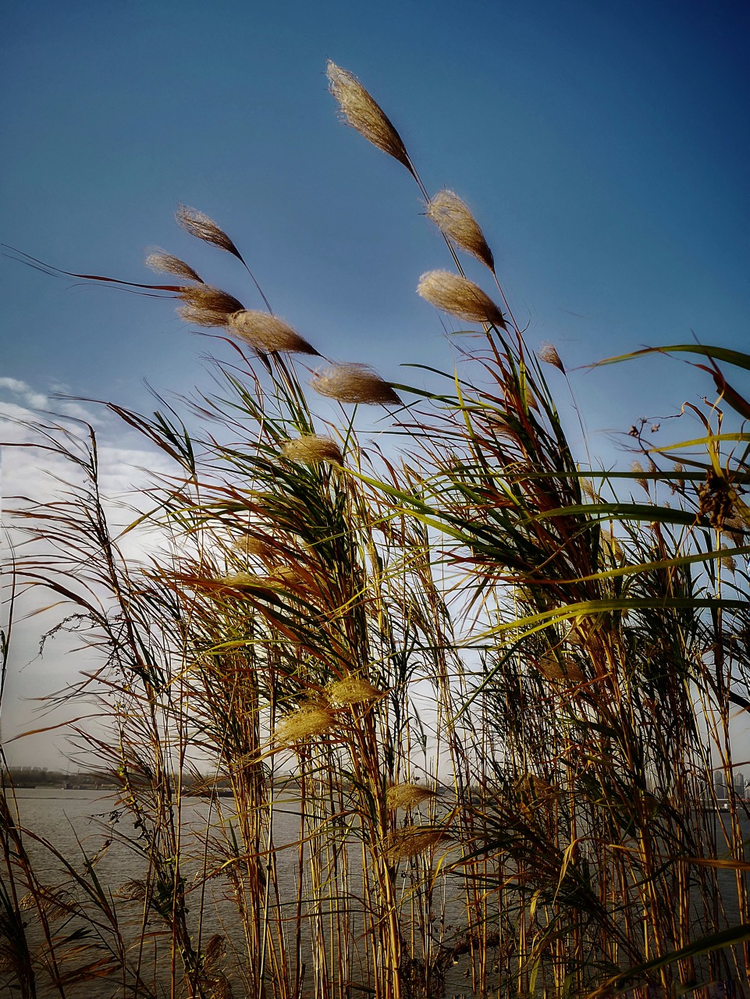芦苇