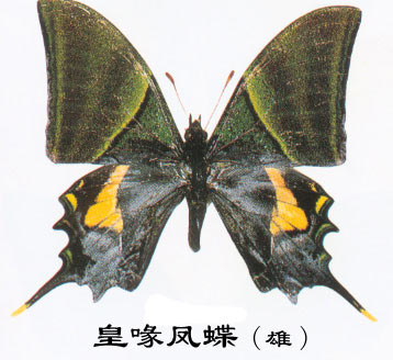 皇喙凤蝶