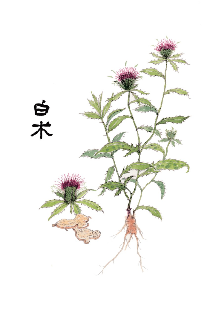 苍术