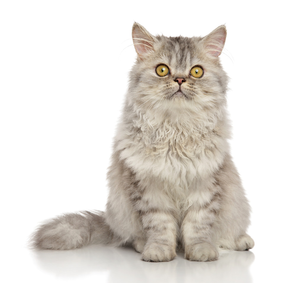 波斯猫