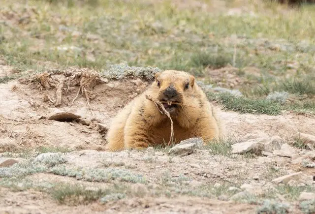 新疆维吾尔自治区