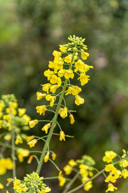 芸薹