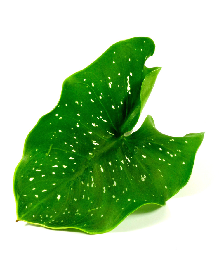 马蹄莲