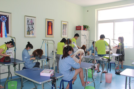 圣宠宠物美容学校