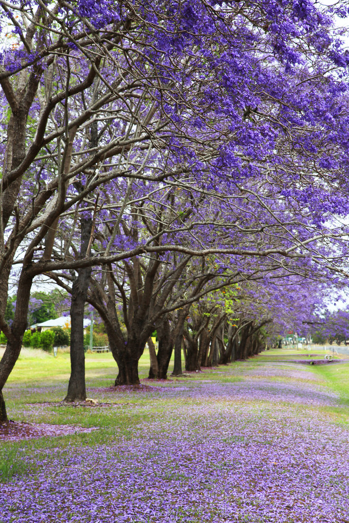 紫蓝花楹树Purple Jacaranda trees