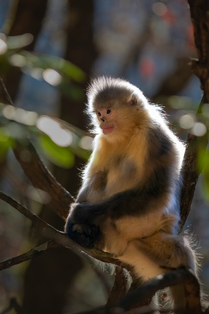 怒江傈僳族自治州