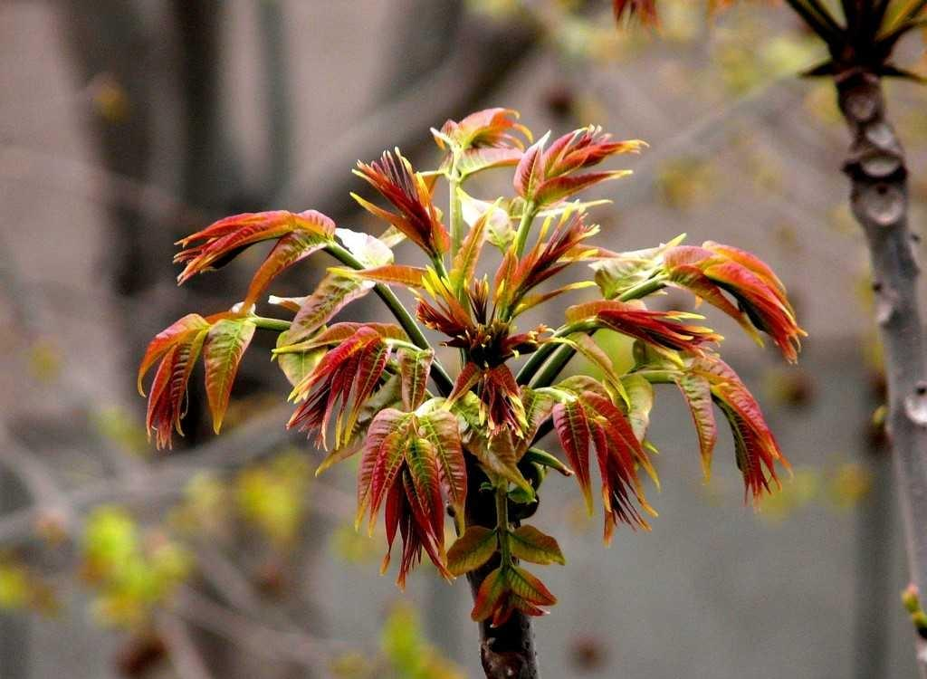 香椿属