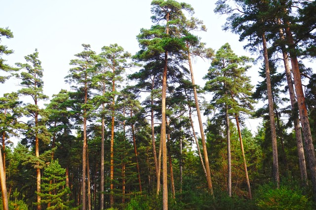 长白松松林秋景
