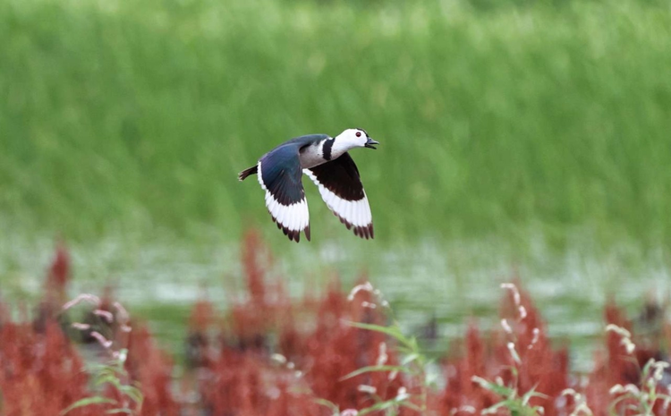 2023年6月9日，湖北武汉，国家二级保护动物棉凫现身新洲湿地公园。
