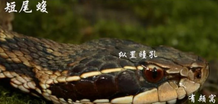 短尾蝮