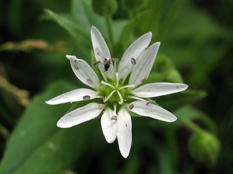 鹅肠菜