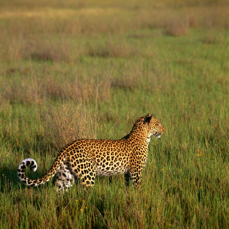 豹leopard