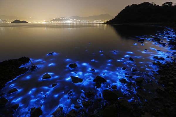 夜光虫