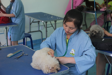 圣宠宠物美容学校