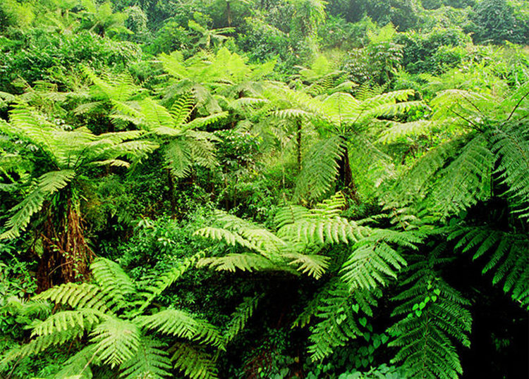 贵州赤水丹霞国家地质公园
