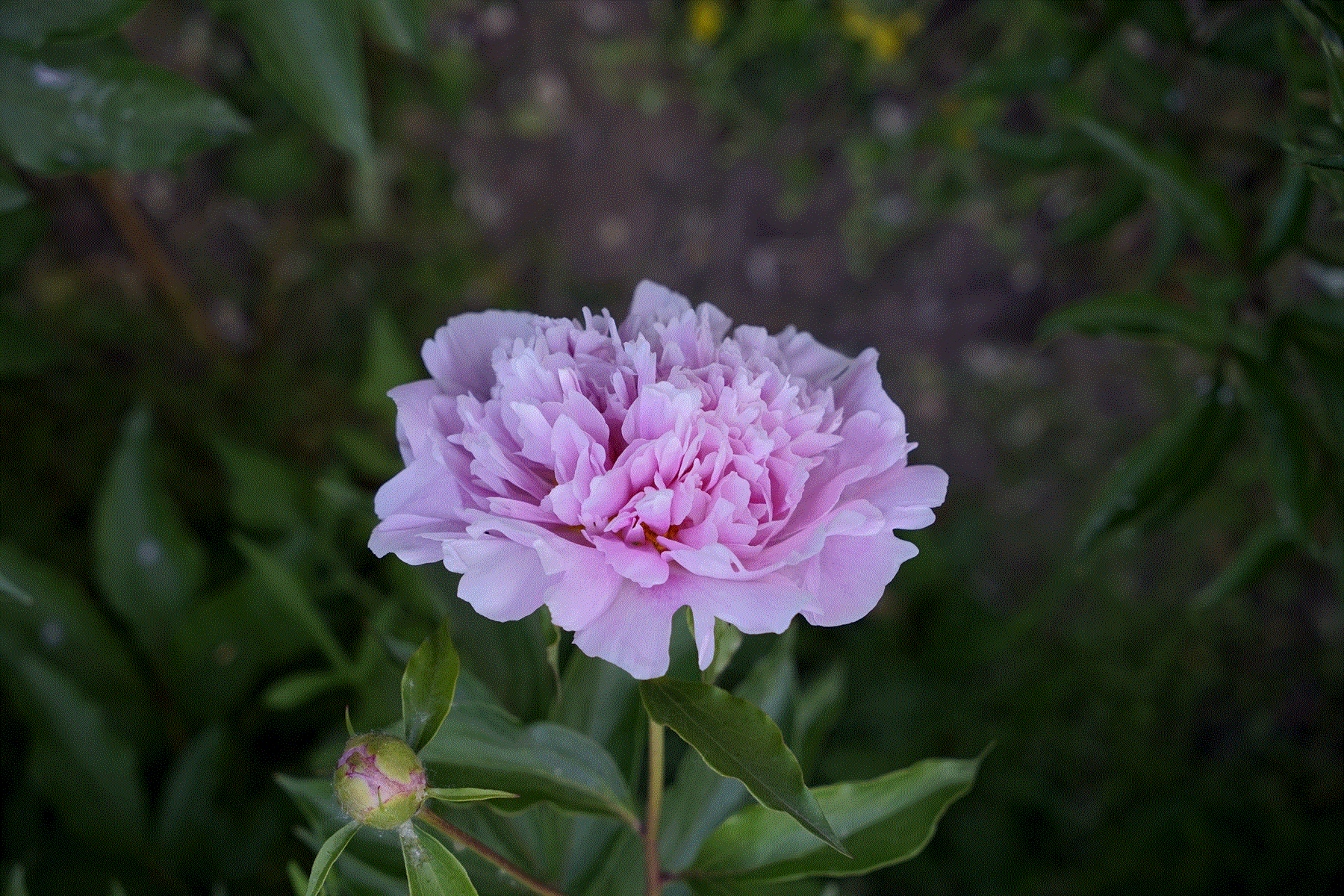 芍药