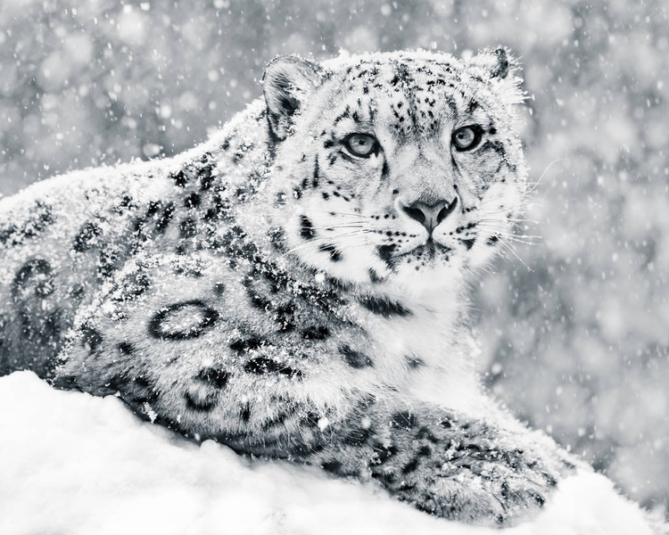 雪暴III中的雪豹Snow Leopard In Snow Storm III.jpeg