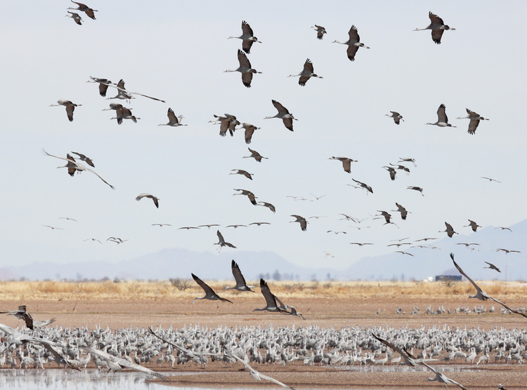 沙丘鹤群在白水上飞行A Sandhill Crane Flock Flies Above Whitewater Draw
