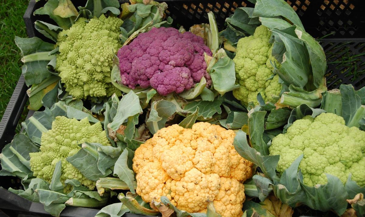 agriculture_cauliflower_colorful_harvest.jpeg