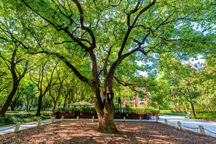 中国上海徐家汇公园百年香樟