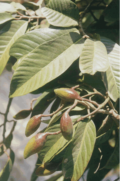 肉豆蔻科(木兰目肉豆蔻科植物)_百科资料_新农商网
