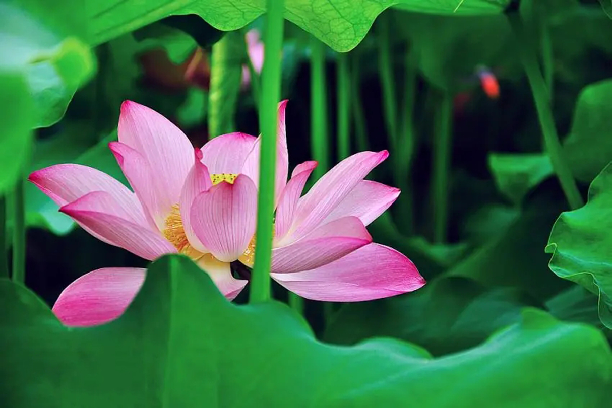 粉红莲