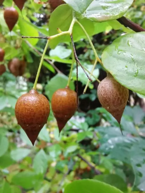 黄梅县