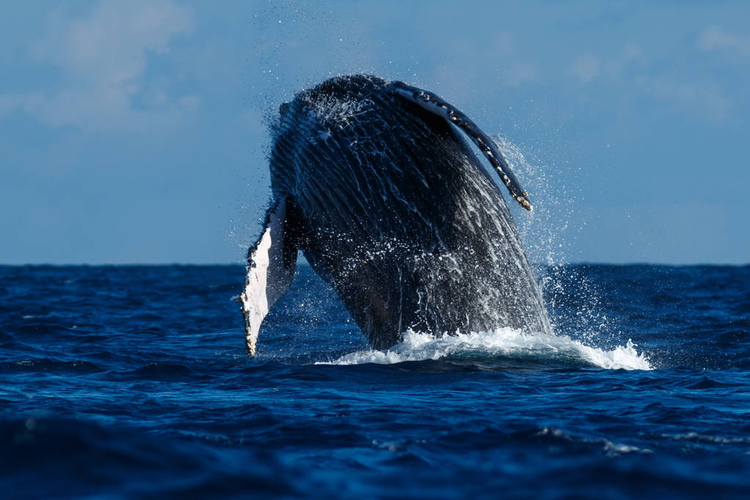 座头鲸突袭。Humpback whale breaching.