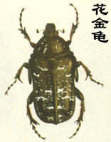 （图）四斑幽花金龟