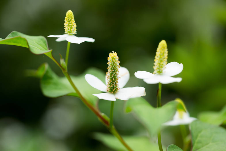 鱼腥草花houttuynia cordata  flower