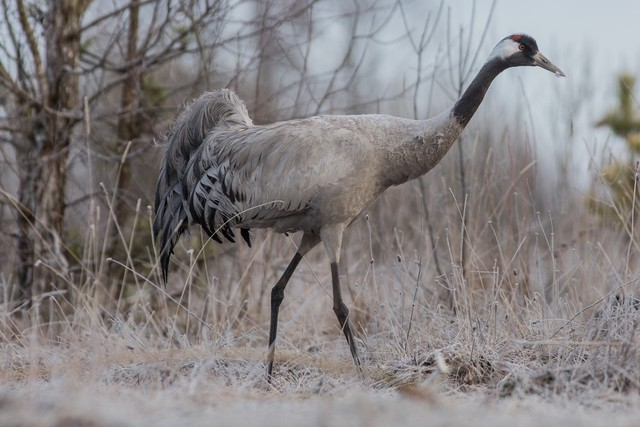 灰鹤Gray crane