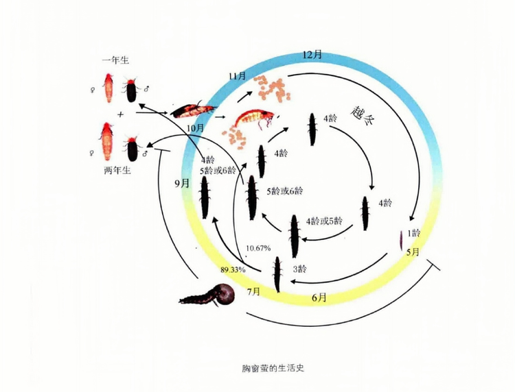 萤火虫