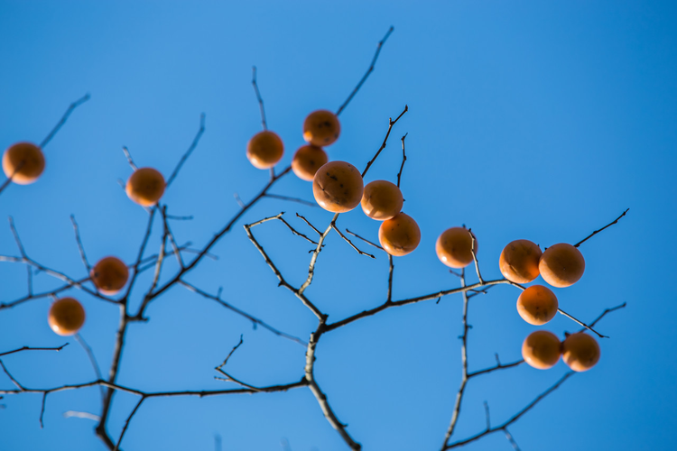 西溪湿地秋色。摄于杭州西溪湿地。