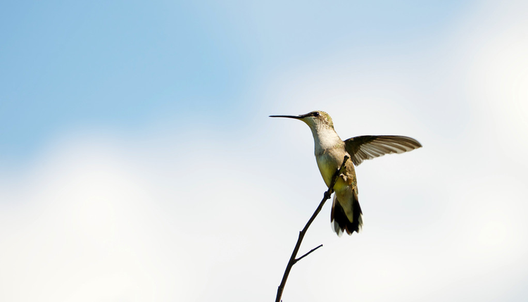 雌性红宝石喉蜂鸟，栖息。Female ruby throat hummingbird, perched.