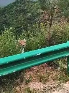 金钱豹.jpeg