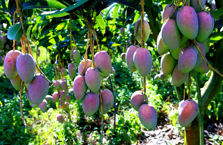 昌江黎族自治县