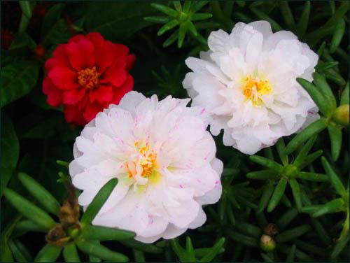 午时花