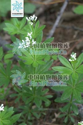 车轴草