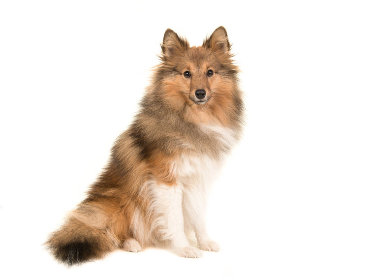 苏格兰牧羊犬